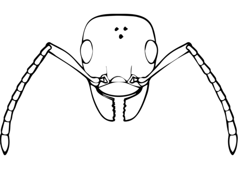 Typical Ant Coloring Page